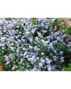 Ceanothus thyr.'Repens' C2