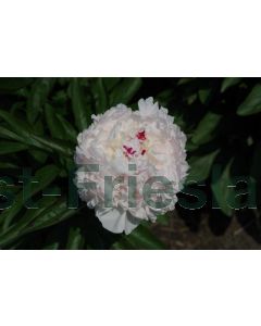 Paeonia (LD) 'Festiva Maxima' P11