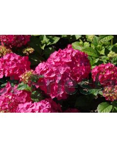 Hydrangea m. 'Endl Sum.(rood)'® C5