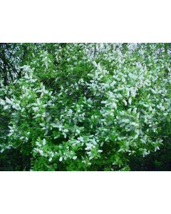 Prunus padus 50-60 cm C2