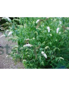 Buddleja dav. 'White Profusion' C3