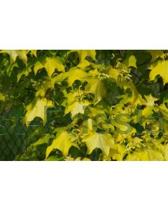 Acer cappad. 'Aureum' 60-80 cm C4