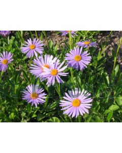 Aster alpinus P9 / 24 per kist