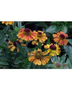 Helenium "Short'n Sassy' P9 / 24 per kist