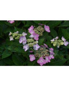 Hydrangea m. 'Mariesii Perfecta' C2