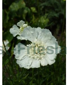 Scabiosa cauc. 'Miss Willmott' P9 / 24 per kist