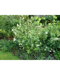 Lavatera 'Barnsley Baby' C2