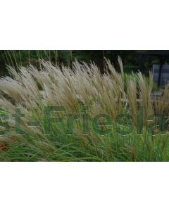 Miscanthus sin. 'Adagio' P11