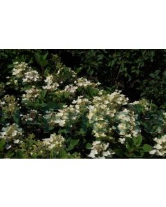 Hydrangea pan. 'Little Quick Fire'® C5