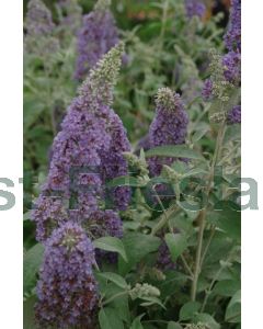 Buddleja 'Lochinch' C3