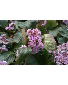 Bergenia cordifolia C2