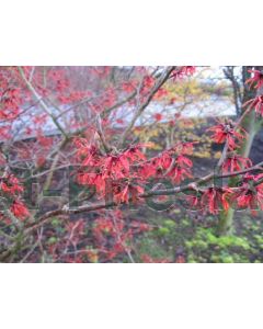 Hamamelis int. 'Diane' 60-80 cm C7.5