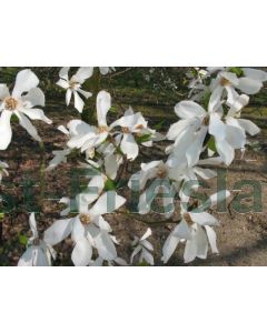 Magnolia kobus 150-175cm C50