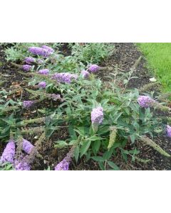 Buddleja dav. 'Lilac micro Chip'® C3