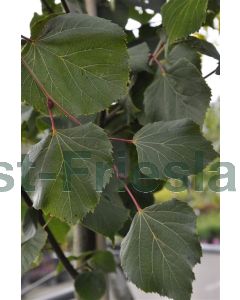 Tilia europaea 'Pallida' 18/20 C90 leivorm 240 cm stam