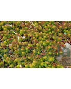 Sedum reflexum P9 / 24 per kist