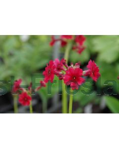 Primula japonica 'Miller's Crimson' P9 / 24 per kist