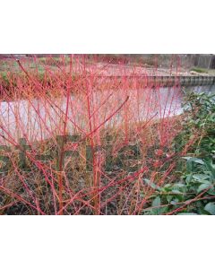 Cornus s. 'Winter Beauty' 30-40 kw, bos á 25 stuks