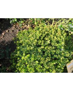 Ilex cren. 'Twiggy' C20 Ø 45 cm bolvorm