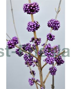 Callicarpa bodinieri 'Profusion' 60-80 cm C7.5