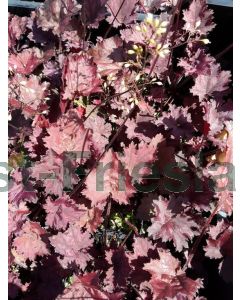 Heuchera Frosted Violet P9 / 24 per kist