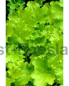 Heuchera 'Lime Marmalade' P9 / 24 per kist