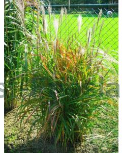 Miscanthus sin. 'Purpurascens' P9 / 24 per kist