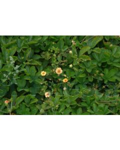 Potentilla tonguei P9 / 24 per kist