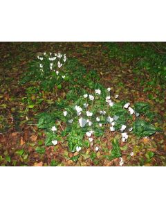 Cyclamen hederifolium 'Album' P9 / 24 per kist