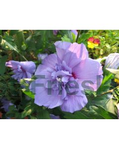 Hibiscus sir. 'Blue Chiffon' C3