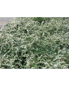 Cotoneaster suec. 'Coral Beauty' P9 / 24 per kist