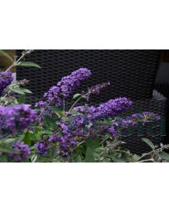 Buddleja dav. 'FP Blue Heaven' C2