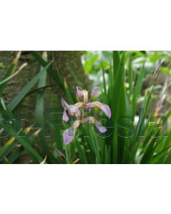 Iris foetidissima P9 / 24 per kist