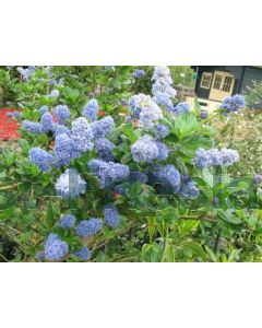 Ceanothus griseus 'Yankee Point' C3