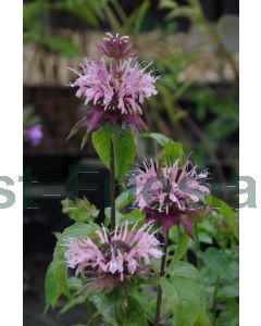 Monarda 'Beauty of Cobham' P9 / 24 per kist