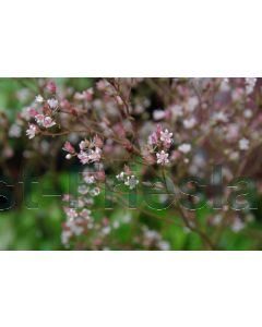 Saxifraga urbium P9 / 24 per kist