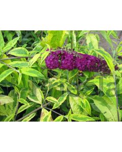 Buddleja dav. 'Santana' C3