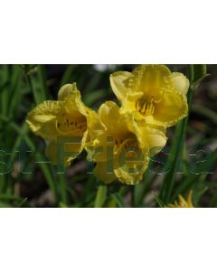 Hemerocallis 'Happy Returns' P9 / 24 per kist