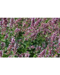 Nepeta grand. 'Dawn to Dusk' P9 / 24 per kist