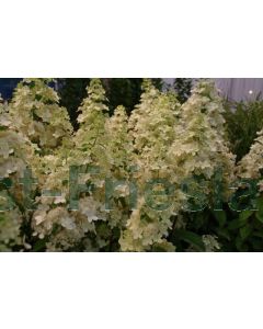 Hydrangea pan. 'Confetti' ® C2