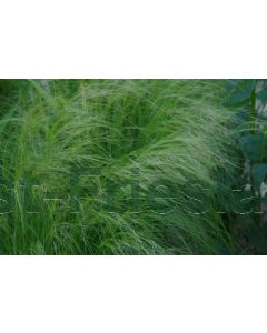 Stipa tenuissima 'Pony Tails' P9 / 24 per kist