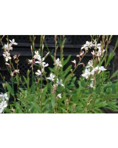 Gaura lind. 'Snowstorm' P9 / 24 per kist