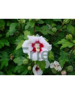 Hibiscus syr. 'Red Heart' 50-60 cm C5