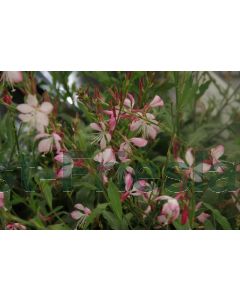 Gaura lind. 'Rosy Jane' P9 / 24 per kist