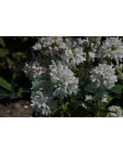 Campanula glomerata 'Alba' P9 / 24 per kist