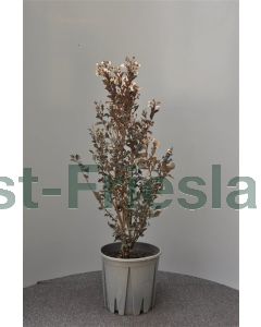 Lagerstroemia ind.'Coconut Sorbet' 60-80 cm C9