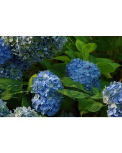 Hydrangea m. 'Nikko Blue' C2