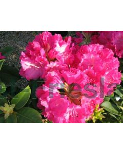 Rhododendron 'Germania' 40-60 cm C5