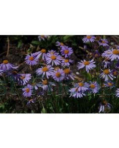 Aster tongolensis 'Napsbury' P9 / 24 per kist