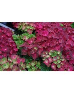 Hydrangea m. Magical Ruby Teusday' ® C2